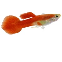 Live Fish Meijer.com